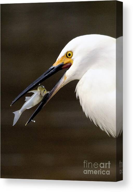 Egret Canvas Print featuring the photograph Egret #3 by Marc Bittan