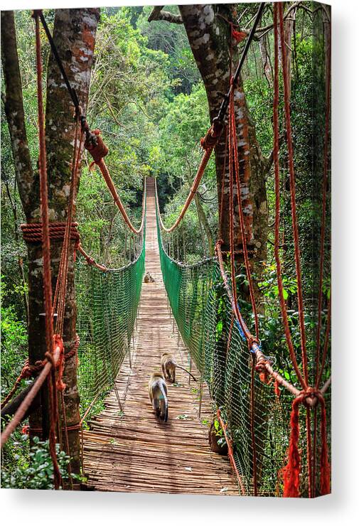 Plettenberg Bay Canvas Print featuring the photograph Hanging bridge #3 by Alexey Stiop