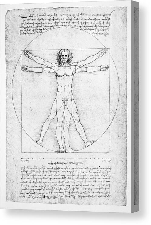 Leonardo Da Vinci Canvas Print featuring the drawing The Proportions of the human figure by Leonardo Da Vinci