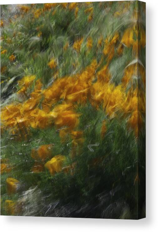 Flowers. Poppies. Canvas Print featuring the photograph 341 by Garth Pillsbury