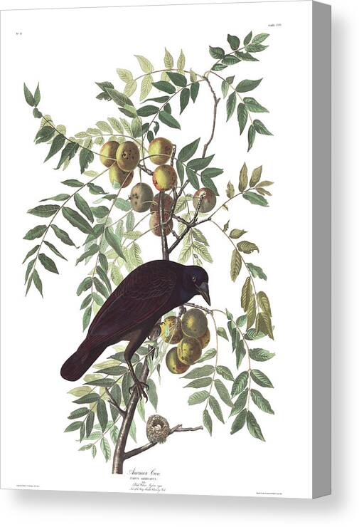 American Crow Canvas Print featuring the painting American Crow #4 by John James Audubon