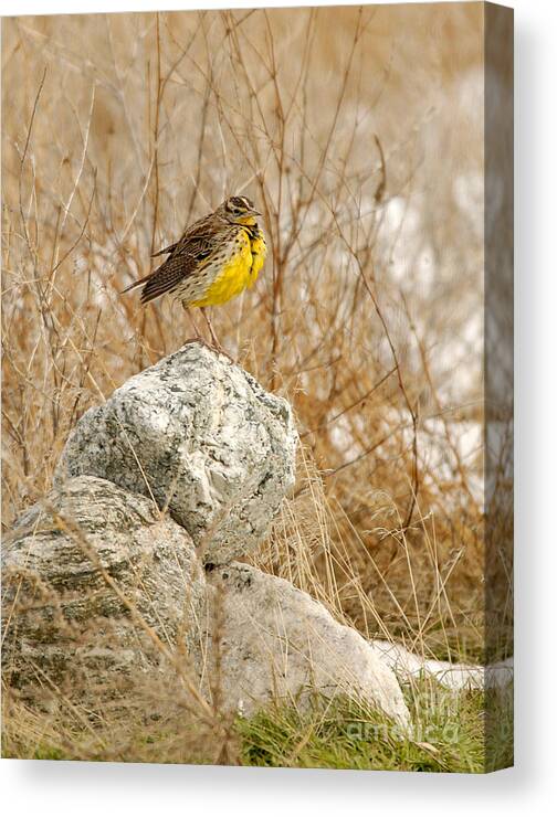 Bird Canvas Print featuring the photograph Western Meadowlark #4 by Dennis Hammer