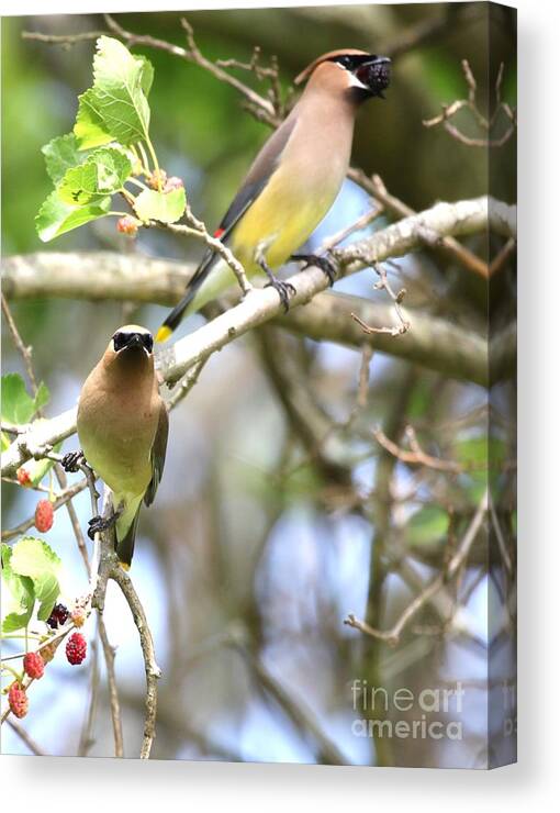 Nature Canvas Print featuring the photograph Cedar Waxwing #43 by Jack R Brock