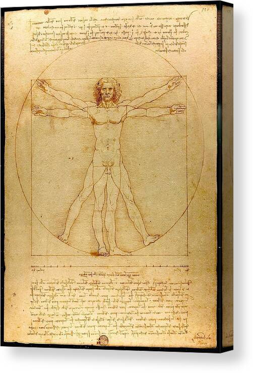 Leonardo Da Vinci Canvas Print featuring the drawing Vitruvian Man #5 by Leonardo Da Vinci