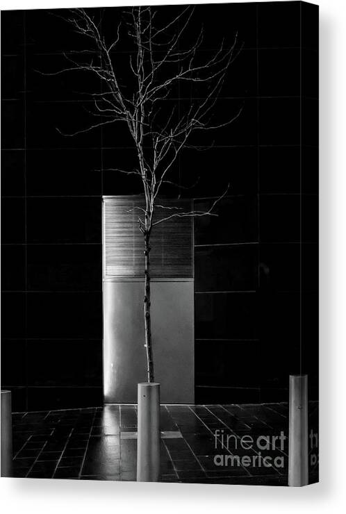 Tree Canvas Print featuring the photograph A Tree Grows in the City - BW by James Aiken