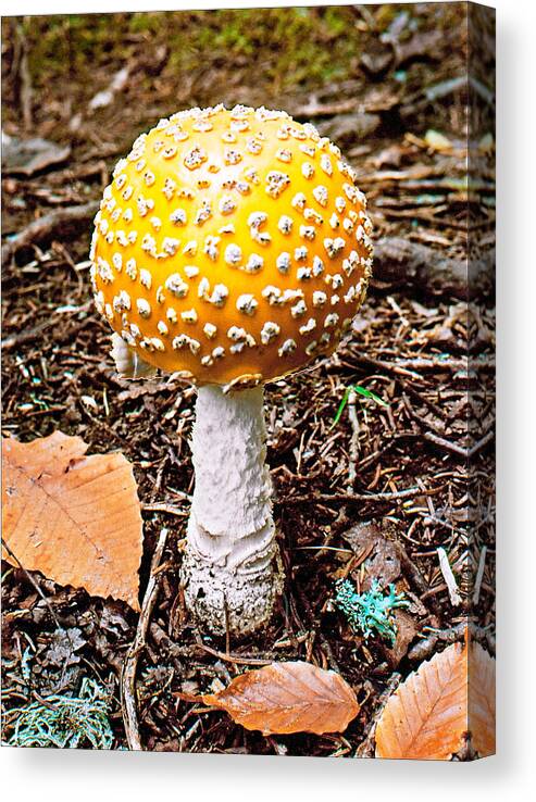 Mushroom Canvas Print featuring the photograph Amanita Mushroom Photo by Peter J Sucy