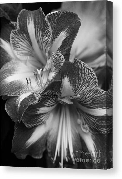 Flora Canvas Print featuring the photograph Amaryllis in Black and White by Cindy Manero