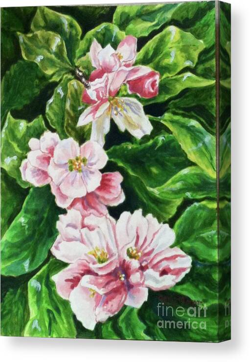 Flowers Canvas Print featuring the painting Apple Blossoms by Genie Morgan