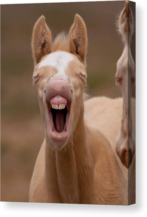 Wild Horse Canvas Print featuring the photograph Baby Teeth by Kent Keller