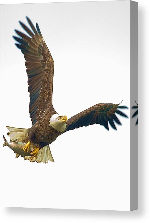 Eagle Canvas Print featuring the photograph Bald Eagle With Fish by William Jobes