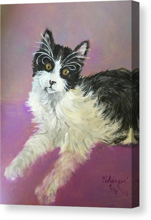 A Tuxedo Cat On A Pink Canvas Print featuring the painting Bandit by Charme Curtin