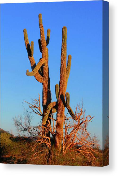 Arizona Canvas Print featuring the photograph Battling Beauties by Judy Kennedy