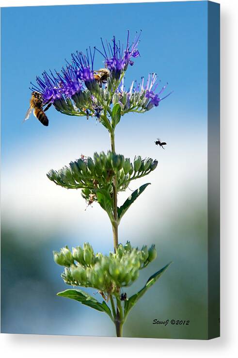 Honey Bees Canvas Print featuring the photograph Big Bees Little Bee by Stephen Johnson
