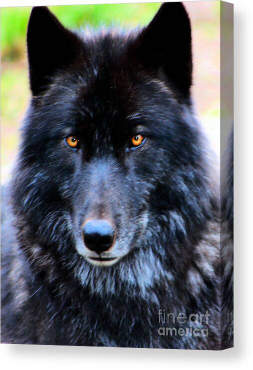 Wolf Canvas Print featuring the photograph Black Wolf by Nick Gustafson