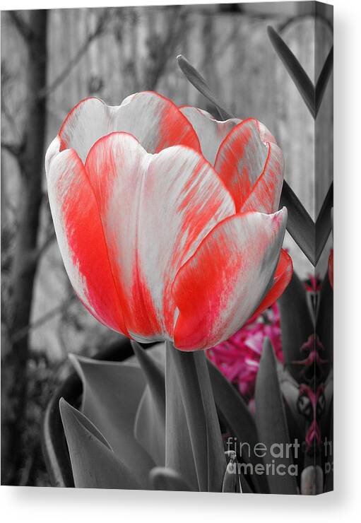 Tulip Canvas Print featuring the photograph Bold Tulip by Chad and Stacey Hall