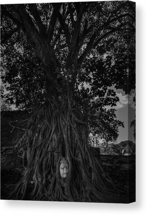 Buddha's Head Canvas Print featuring the photograph Buddha's head entwined in banyan tree roots by Dylan Newstead