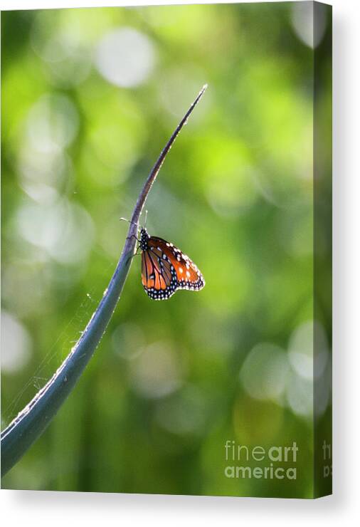 Queen Butterfly Canvas Print featuring the photograph Butterfly on Agave by Ruth Jolly
