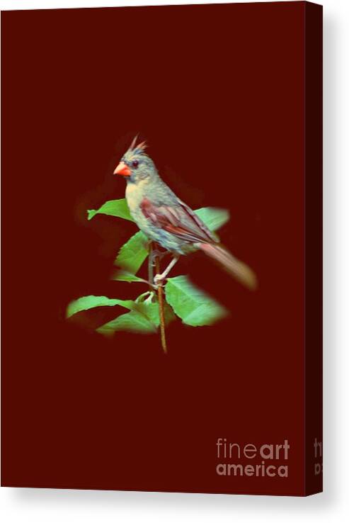Portrait Canvas Print featuring the photograph Cardinal Portrait by Barbara S Nickerson