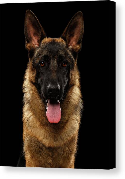 Dog Canvas Print featuring the photograph Closeup Portrait of German Shepherd on Black by Sergey Taran