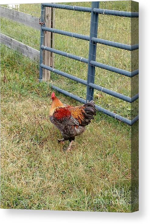Chicken Canvas Print featuring the photograph Colorful Chicken by Anita Adams