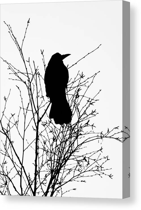 Crow Canvas Print featuring the photograph Crow Rook Perched In A Tree With Pare Branches In Winter by Philip Openshaw