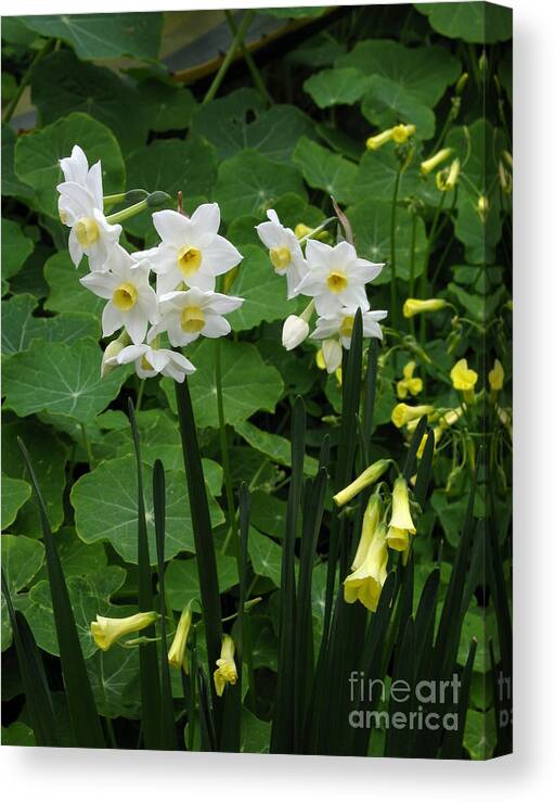 Daffodil Canvas Print featuring the photograph Daffodils And Oxalis by James B Toy