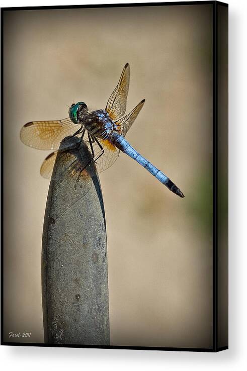 Insect Canvas Print featuring the photograph Dragonfly by Farol Tomson