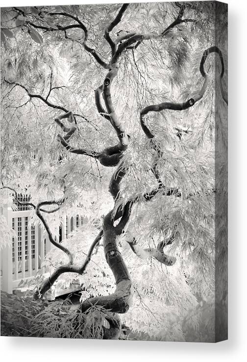 Bw Canvas Print featuring the photograph Dream Tree by Dorit Fuhg