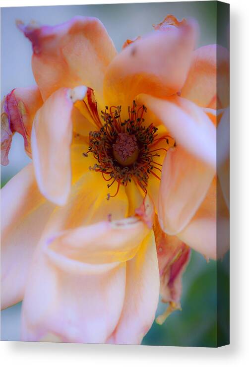 Flower Canvas Print featuring the photograph Fade Away by Stephen Anderson