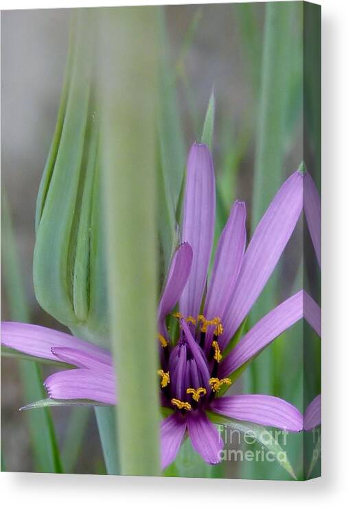 Fairy Wishes Flower Canvas Print featuring the photograph Fairy Wishes Flower by Susan Garren