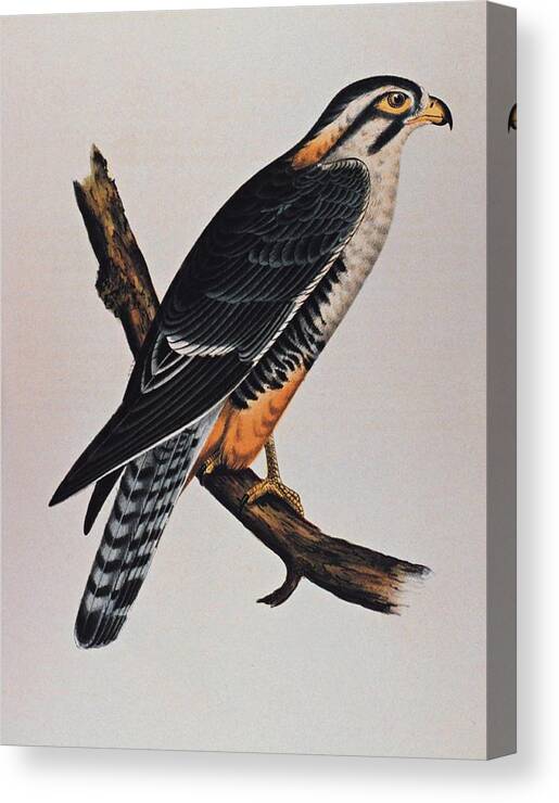 Aplomado Falcon Canvas Print featuring the drawing Falcon Aplomado Falcon by Movie Poster Prints