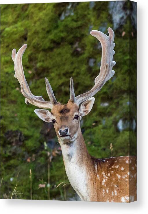 Fallow Deer Buck Canvas Print featuring the photograph Fallow Deer Buck a closeup by Torbjorn Swenelius