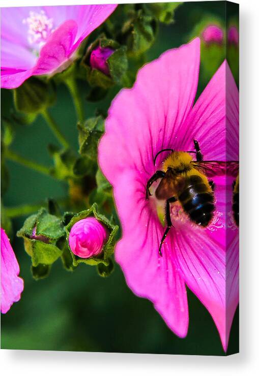Bumble Canvas Print featuring the photograph Feast by Artsy Gypsy