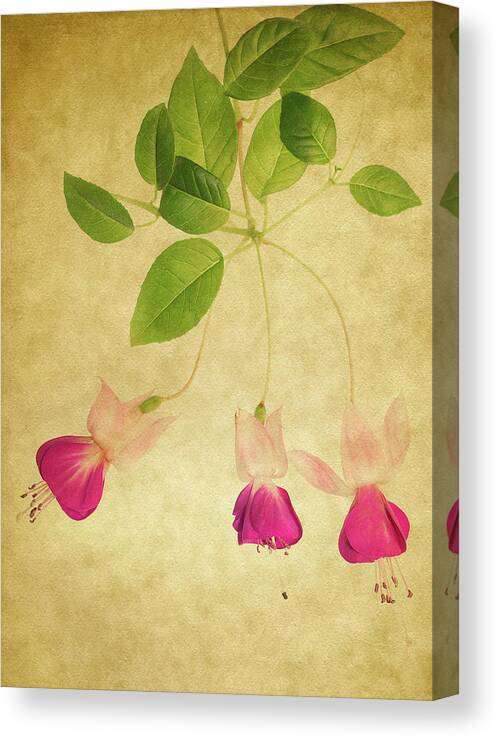 Fuchsia Canvas Print featuring the photograph Fuschia #3 by Rebecca Cozart