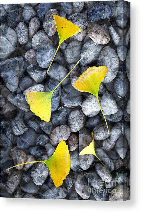 Digital Canvas Print featuring the photograph Ginkgo Leaves on Gray Stones by Laura Iverson