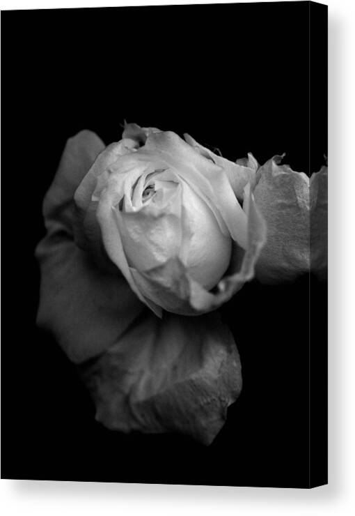 Rose Canvas Print featuring the photograph Glows From Inside by Yuka Kato