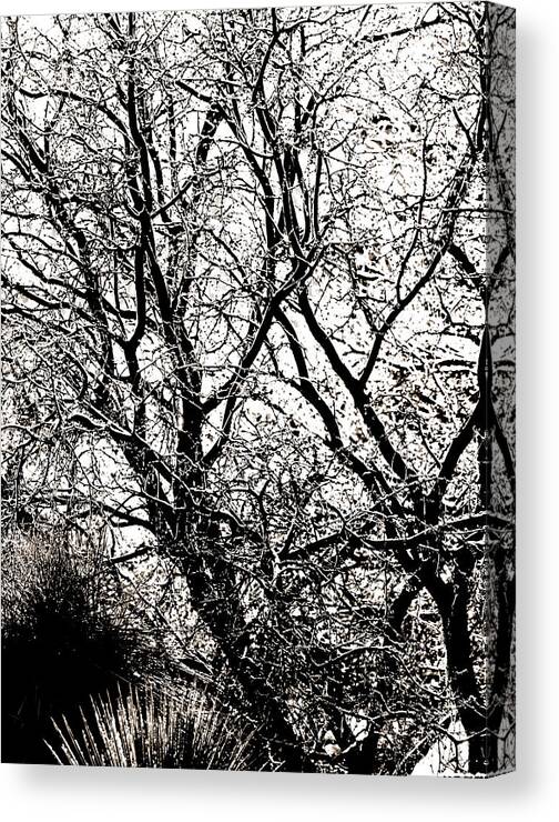 Trees Canvas Print featuring the photograph Graphic Trees by Bob Coates