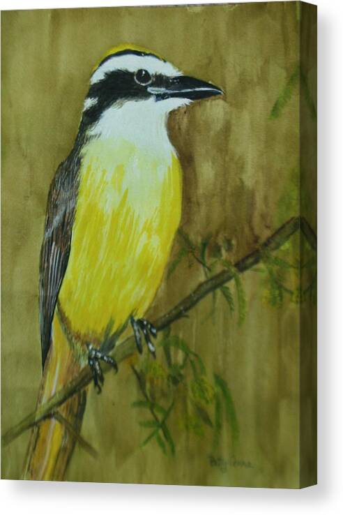 Birds Canvas Print featuring the painting Great Kiskadee by Betty-Anne McDonald