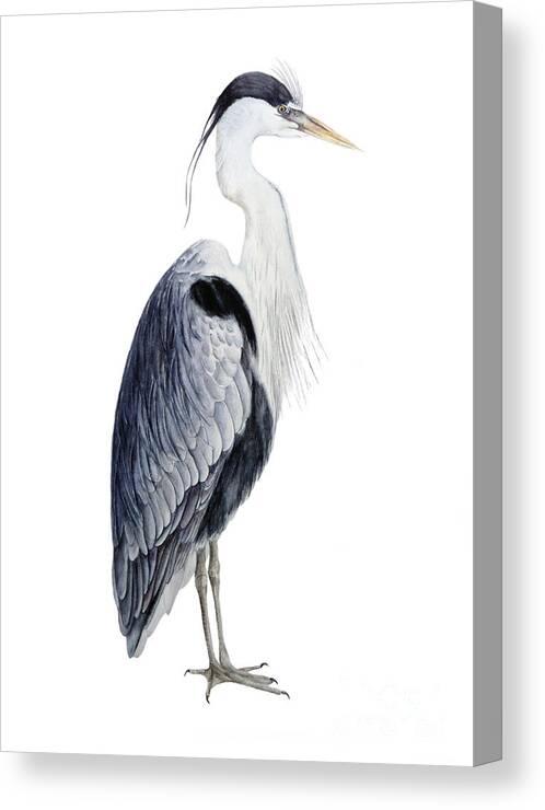 Heron Canvas Print featuring the painting Grey Heron by Marie Burke
