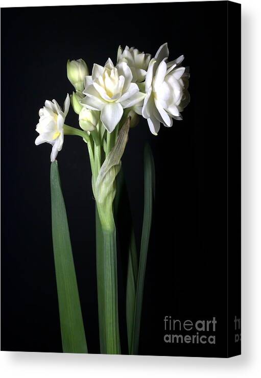 Photograph Canvas Print featuring the photograph Grow Tiny Paperwhites Narcissus Photograph by Delynn Addams by Delynn Addams