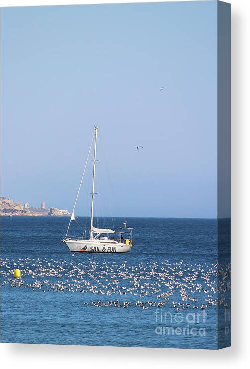 Guernsey Canvas Print featuring the photograph Guernsey Gulls by Eddie Barron