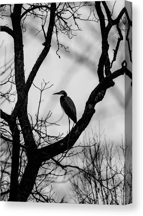 Birds Canvas Print featuring the photograph Heron in Tree by Paul Ross