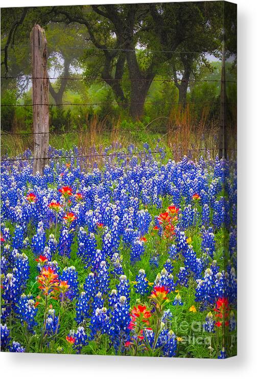 America Canvas Print featuring the photograph Hill Country Forest by Inge Johnsson