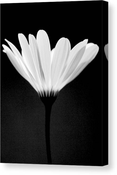 Flower Canvas Print featuring the photograph Illuminated Lady by Julie Lueders 