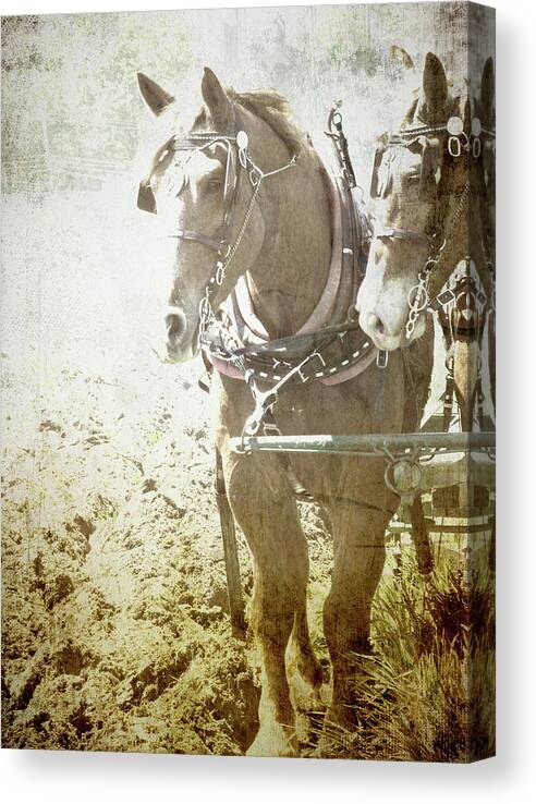 Horse Canvas Print featuring the photograph Last Row by Char Szabo-Perricelli
