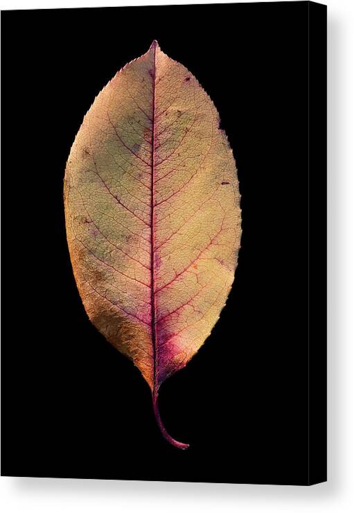  Canvas Print featuring the photograph Leaf 26 by David J Bookbinder