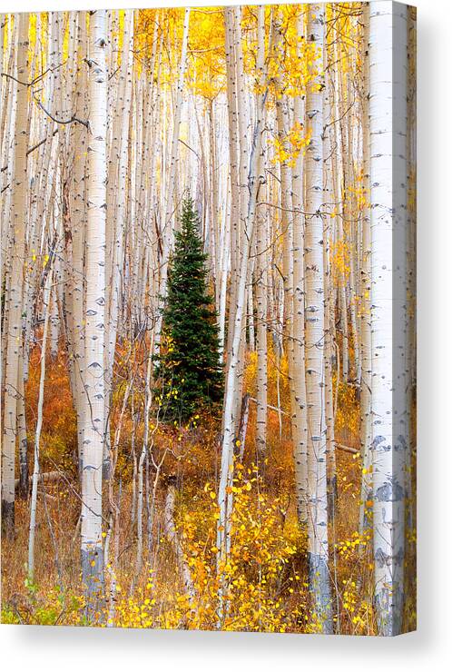 Aspens Canvas Print featuring the photograph Little Tree by Tim Reaves