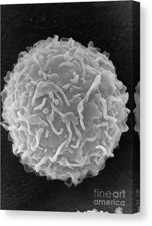 Biology Canvas Print featuring the photograph Mast Cell SEM by Don Fawcett and E Shelton and Photo Researchers