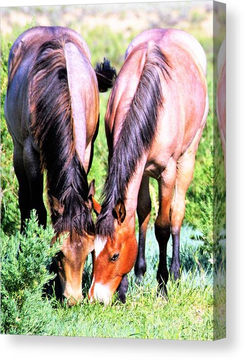 Horses Canvas Print featuring the photograph Meal Sharing by Merle Grenz