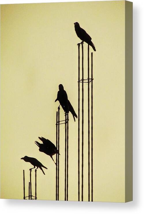  Canvas Print featuring the photograph Music and Birds-Sri Lanka by Duncan Davies